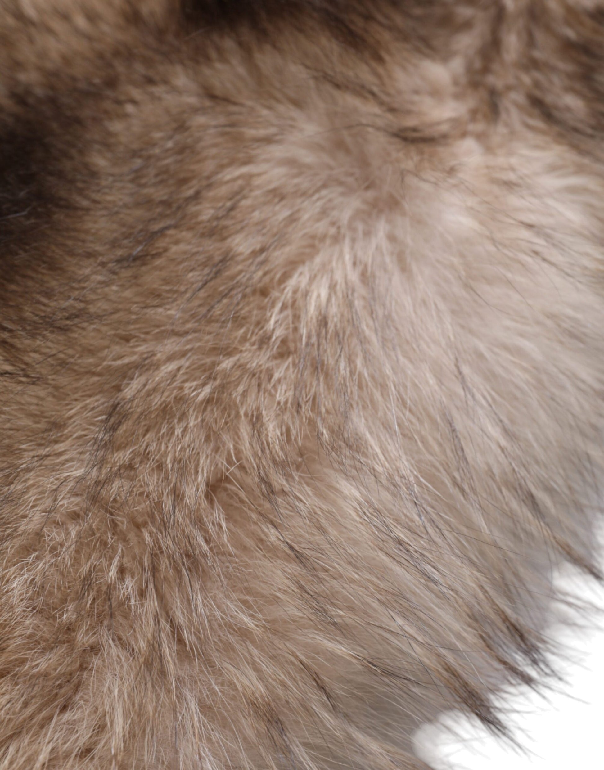 Dolce & Gabbana Brown Frost Fox Fur Neck Warmer Winter Scarf by Dolce & Gabbana